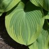 Hosta Earth Angel #1 - Image 2